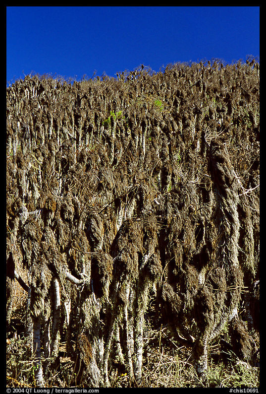 Hillside with giant coreopsis stumps, San Miguel Island. Channel Islands National Park, California, USA.