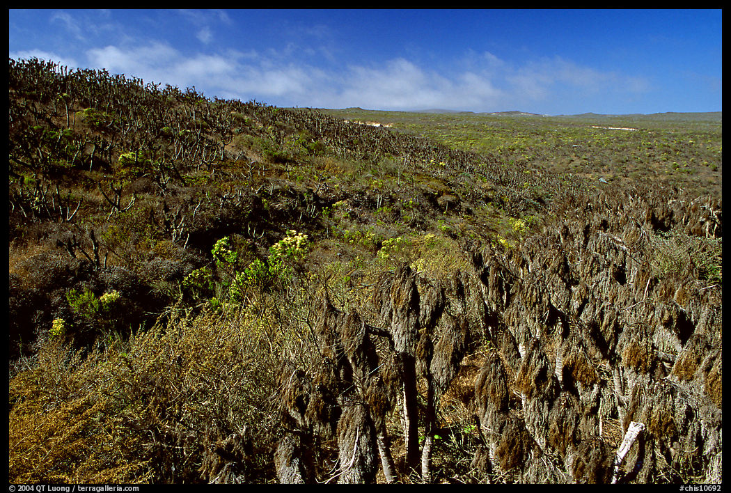 Giant Coreopsis stumps , San Miguel Island. Channel Islands National Park, California, USA.