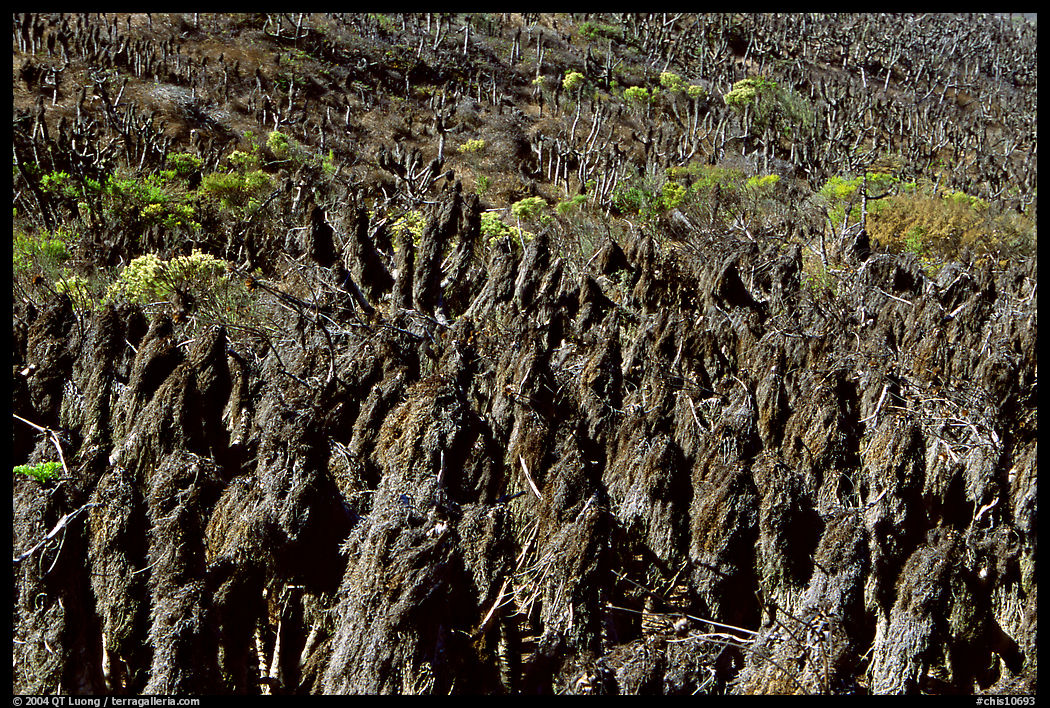 Dried giant coreopsis, San Miguel Island. Channel Islands National Park, California, USA.