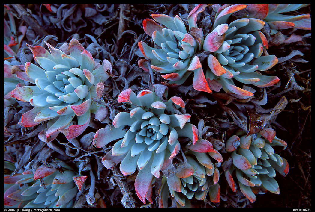 Live Forever (Dudleya) plants, San Miguel Island. Channel Islands National Park, California, USA.