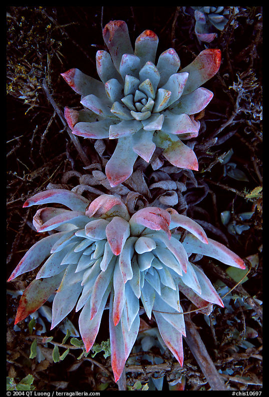 Live forever (Dudleya) plants, San Miguel Island. Channel Islands National Park, California, USA.