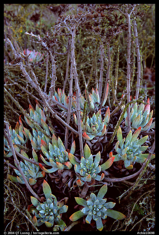 Sand Lettuce (Dudleya caespitosa) plants, San Miguel Island. Channel Islands National Park, California, USA.