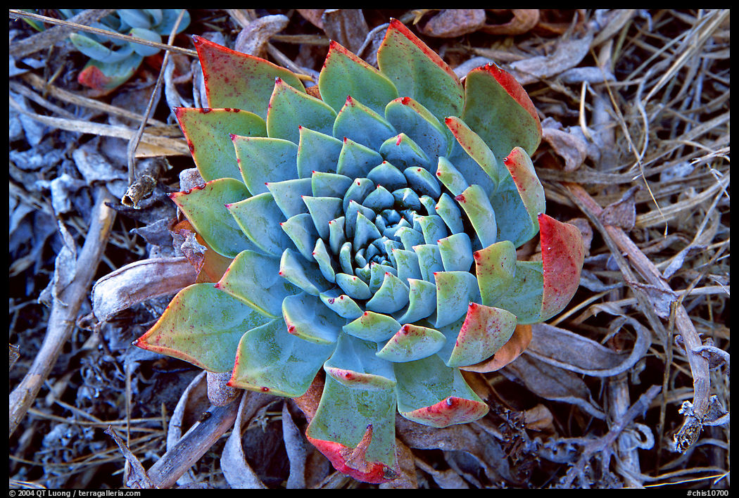 Dudleya succulent, San Miguel Island. Channel Islands National Park, California, USA.