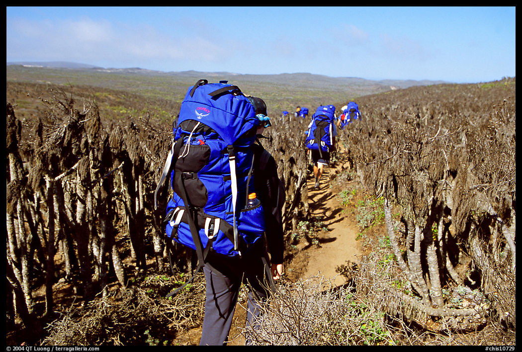 Backpackers amongst giant coreopsis stumps, San Miguel Island. Channel Islands National Park, California, USA.