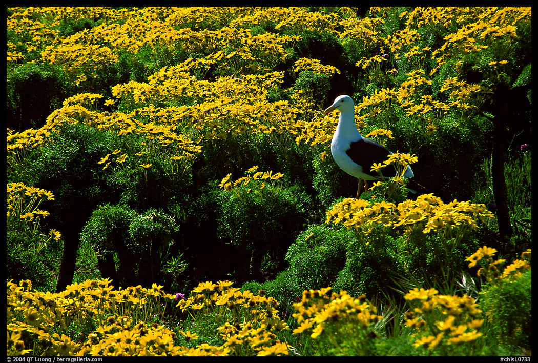 Western Seagull and Giant coreopsis in bloom, East Anacapa Island. Channel Islands National Park, California, USA.