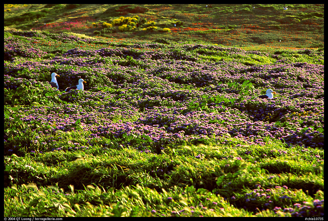 Seagulls and spring wildflowers, East Anacapa Island. Channel Islands National Park