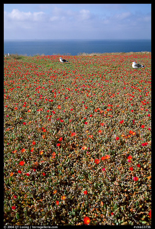 Iceplant flowers and seagulls, East Anacapa Island. Channel Islands National Park, California, USA.