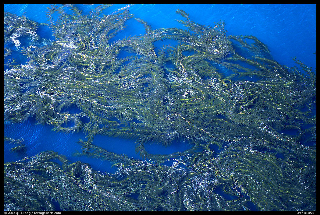 Top of underwater Kelp forest. Channel Islands National Park