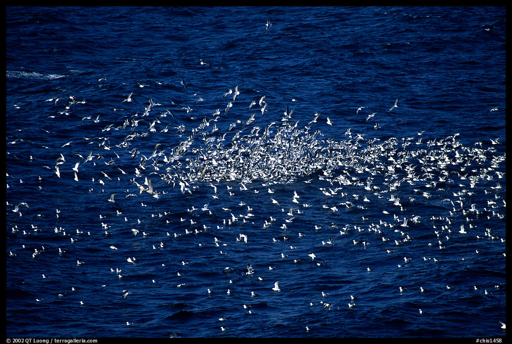 Flock of western seagulls. Channel Islands National Park