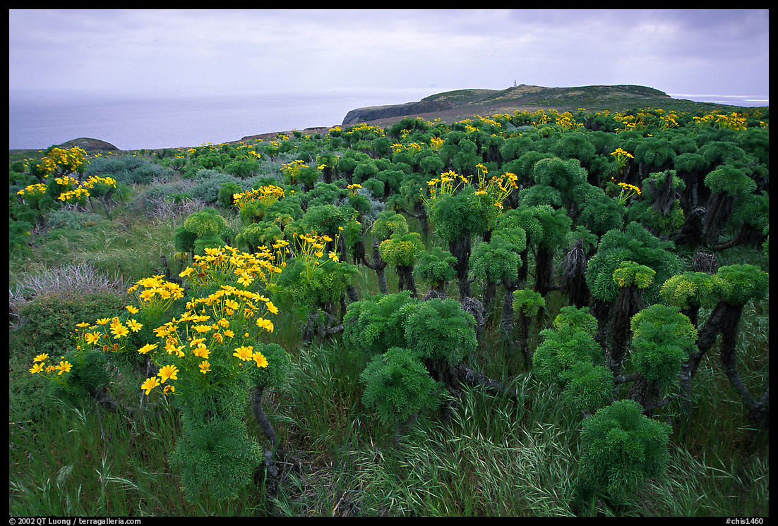 Giant Coreopsis and East Anacapa. Channel Islands National Park, California, USA.