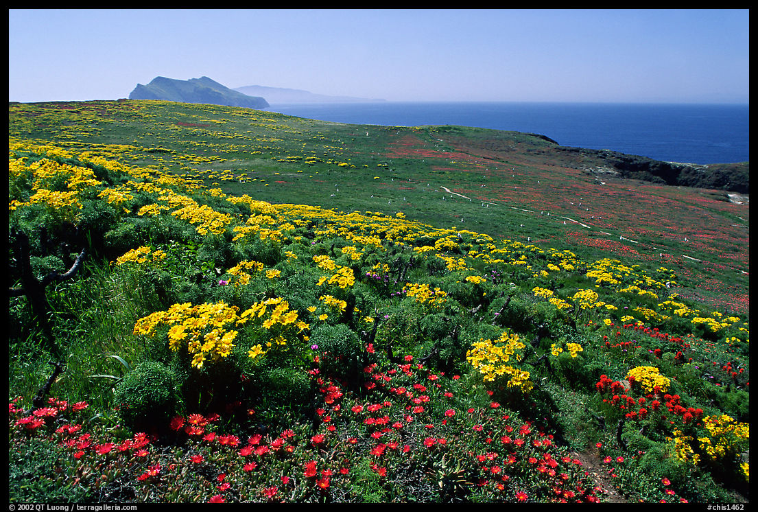 Giant Coreopsis, wildflowers, and Anacapa islands. Channel Islands National Park, California, USA.