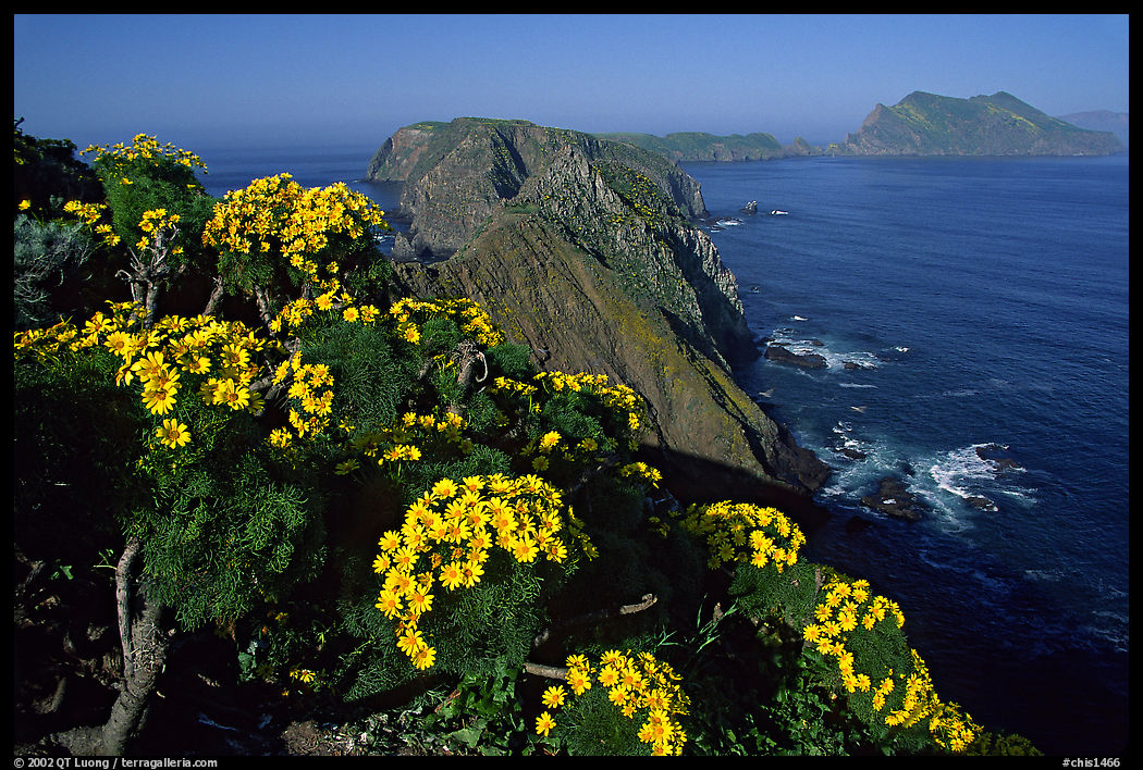 Coreopsis and island chain from Inspiration Point, morning, Anacapa. Channel Islands National Park, California, USA.