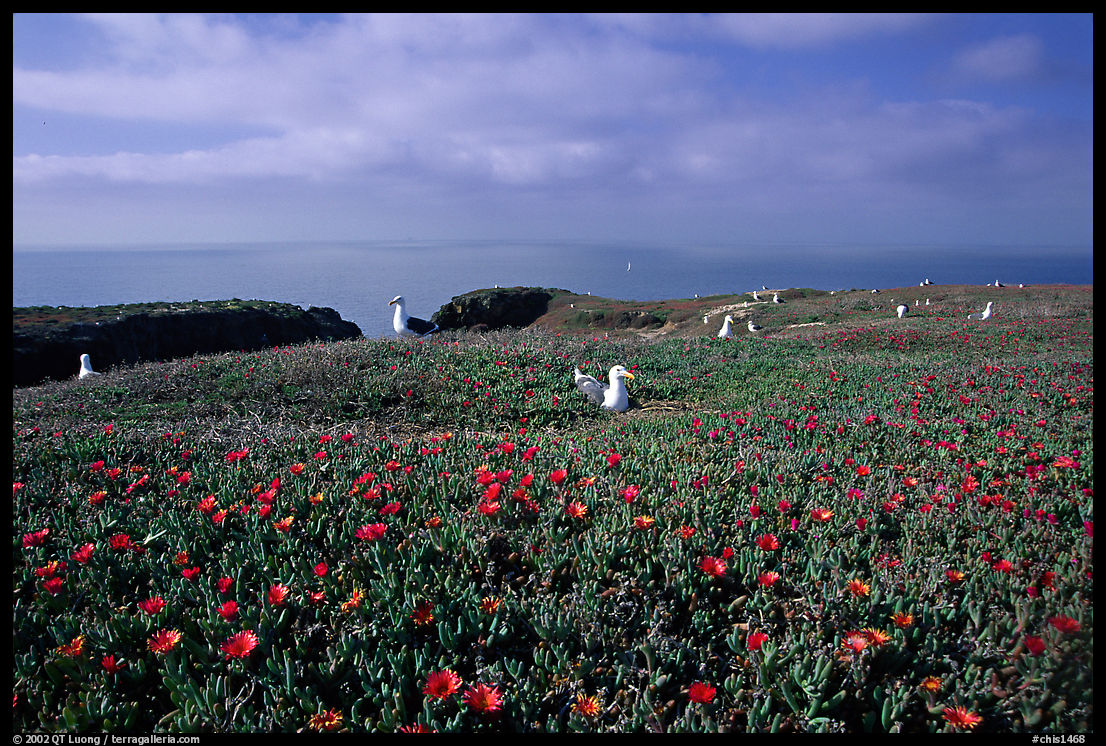 Ice plants and western seagulls, Anacapa. Channel Islands National Park, California, USA.