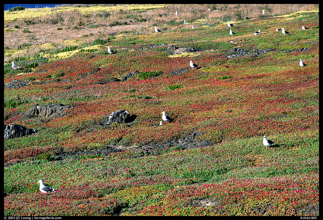Ice plants and western seagulls, Anacapa. Channel Islands National Park, California, USA.