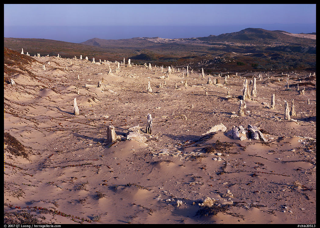 Caliche stumps, early morning, San Miguel Island. Channel Islands National Park