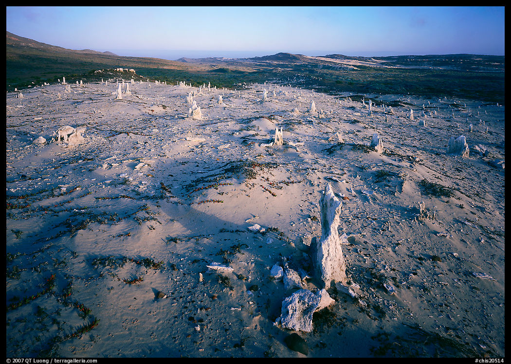 Caliche Forest, early morning, San Miguel Island. Channel Islands National Park, California, USA.