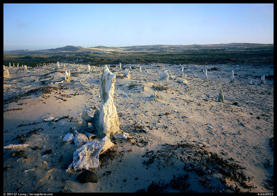 Caliche forest, San Miguel Island. Channel Islands National Park, California, USA.