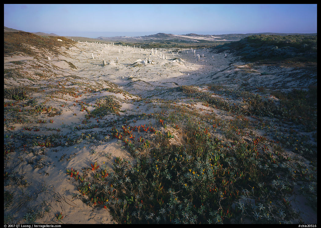 Flowers and caliche forest, early morning, San Miguel Island. Channel Islands National Park