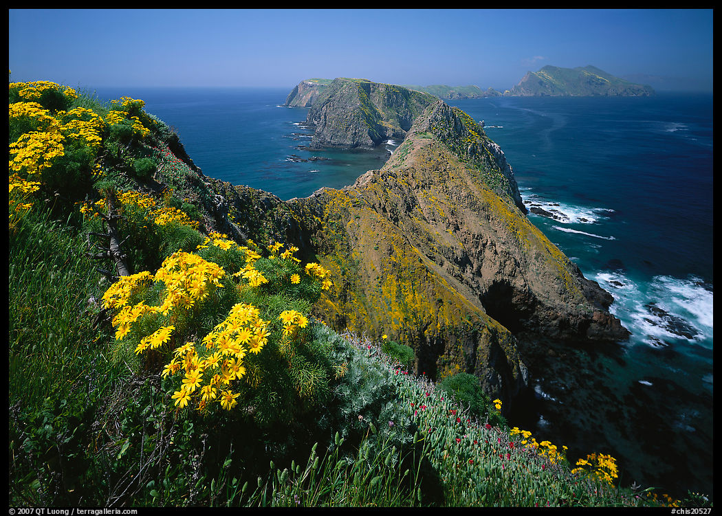 Coreopsis and chain of islands, Inspiration Point, Anacapa Island. Channel Islands National Park, California, USA.