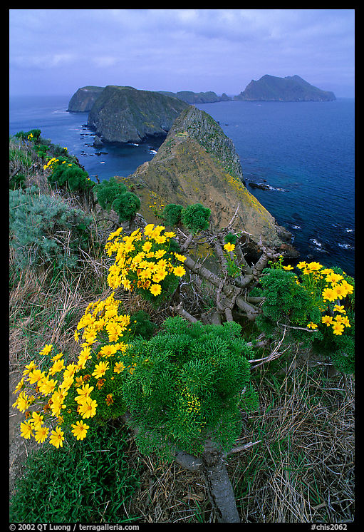 Coreopsis in bloom near Inspiration Point, morning, Anacapa. Channel Islands National Park, California, USA.