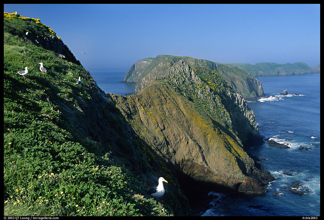 Western seagulls near Inspiration Point, morning, Anacapa. Channel Islands National Park, California, USA.