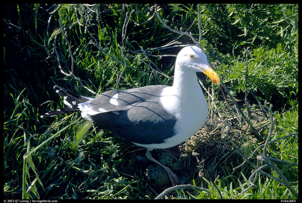 Western seagull. Channel Islands National Park, California, USA.