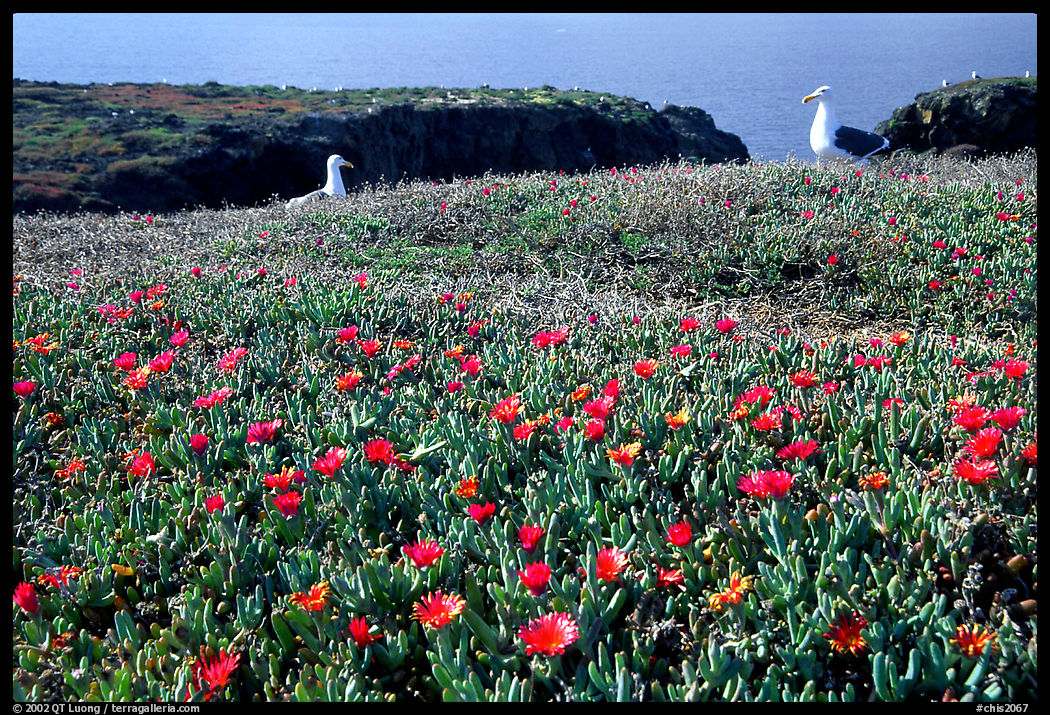 Western seagus and ice plants. Channel Islands National Park, California, USA.