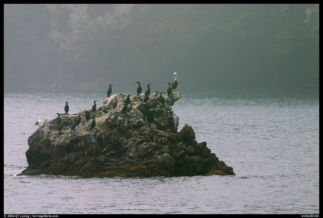 Rock covered with cormorants and pelicans, Santa Cruz Island. Channel Islands National Park, California, USA.