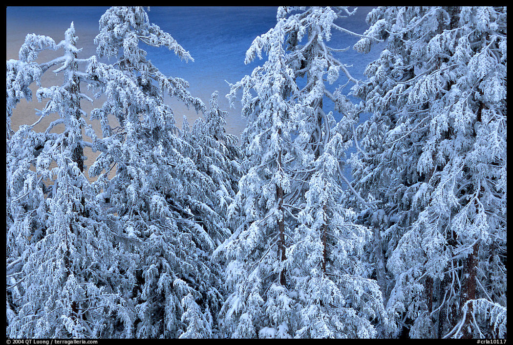 Snow-covered trees and lake waters at sunrise. Crater Lake National Park