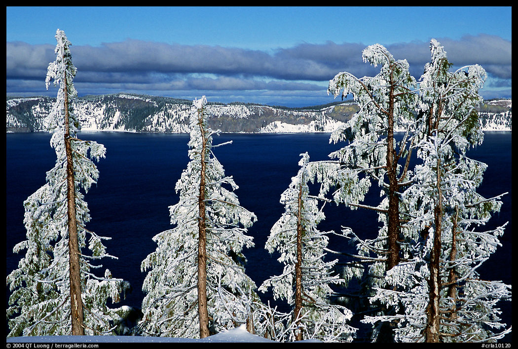 Trees with hoar frost above  Lake. Crater Lake National Park, Oregon, USA.