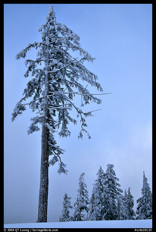 Tall snow-covered pine tree. Crater Lake National Park