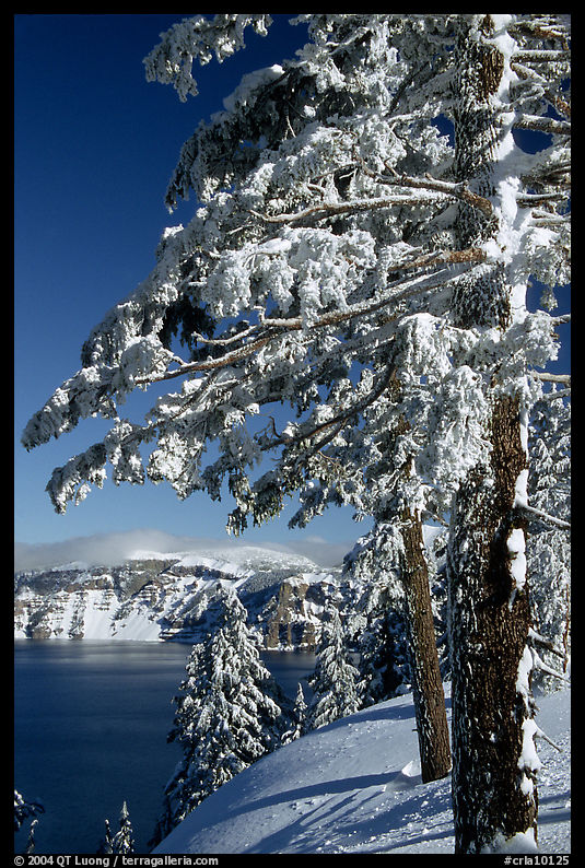 Trees framing  lake in winter. Crater Lake National Park, Oregon, USA.