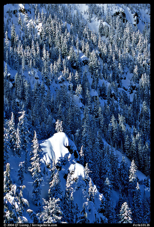 Pine forest on slope in winter. Crater Lake National Park, Oregon, USA.