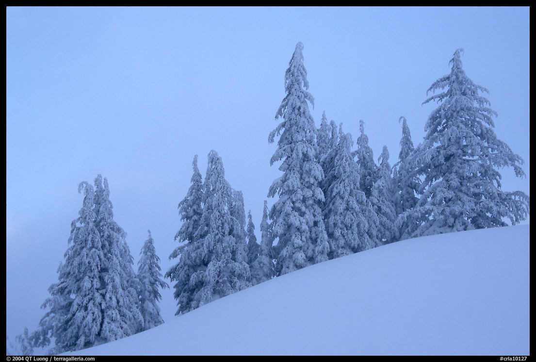 Snow-covered pine trees on a hill. Crater Lake National Park, Oregon, USA.