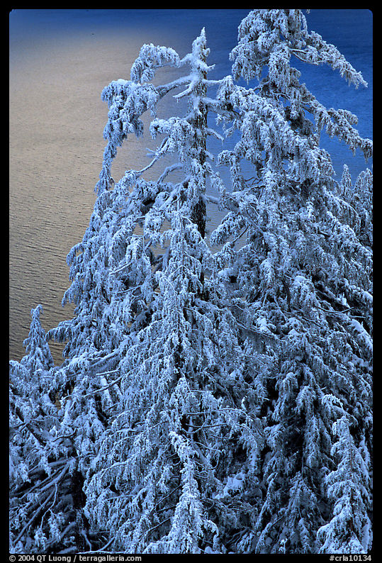 Snow-covered trees and lake waters at sunrise. Crater Lake National Park