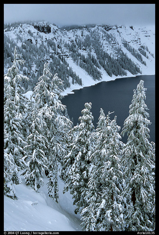 Trees and Lake rim in winter. Crater Lake National Park, Oregon, USA.