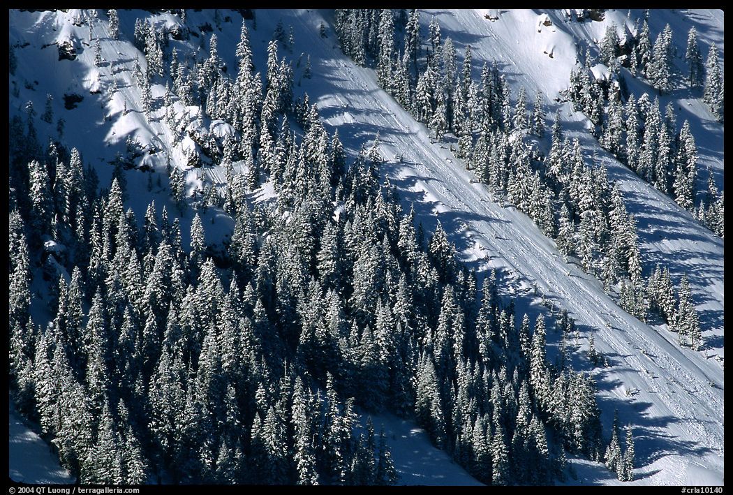 Slope covered with trees in winter. Crater Lake National Park, Oregon, USA.