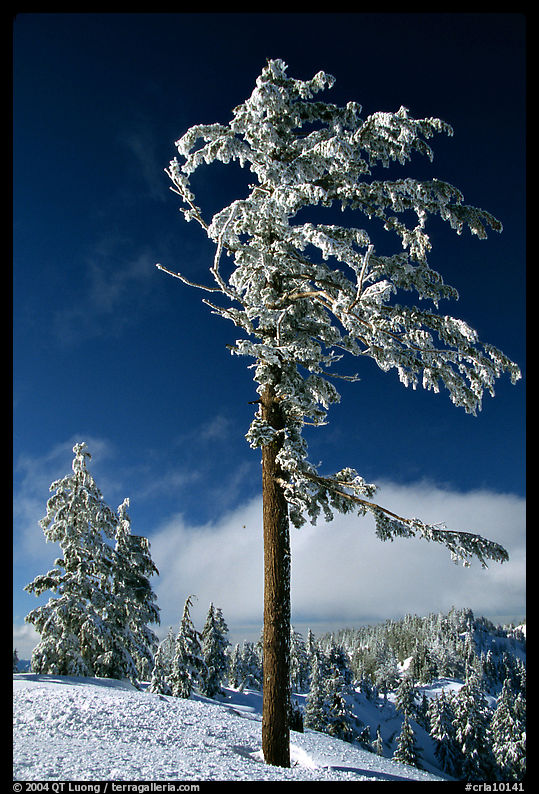 Frost-covered pine tree. Crater Lake National Park, Oregon, USA.