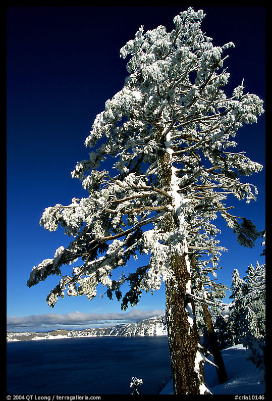 Pine tree with fresh snow on  lake rim. Crater Lake National Park, Oregon, USA.