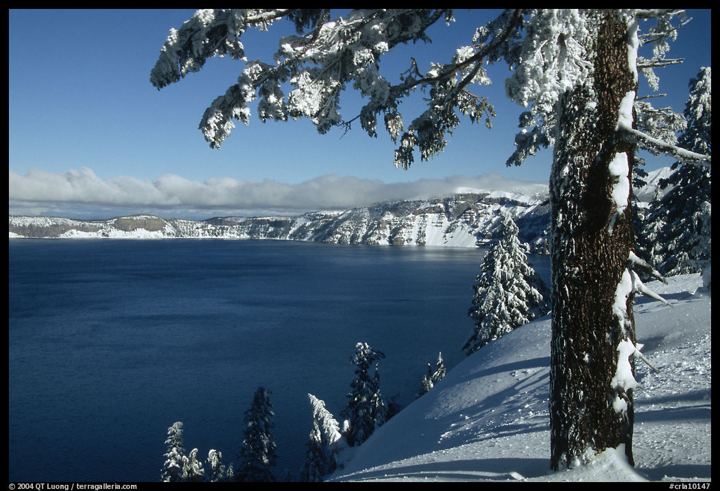 Pine tree with fresh snow on  lake rim. Crater Lake National Park, Oregon, USA.