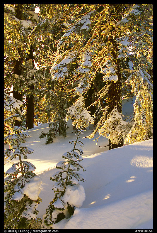 Fresh snow on sunlit branches. Crater Lake National Park