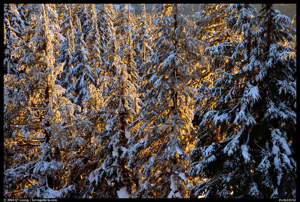 Forest with fresh snow and sunset light. Crater Lake National Park, Oregon, USA.
