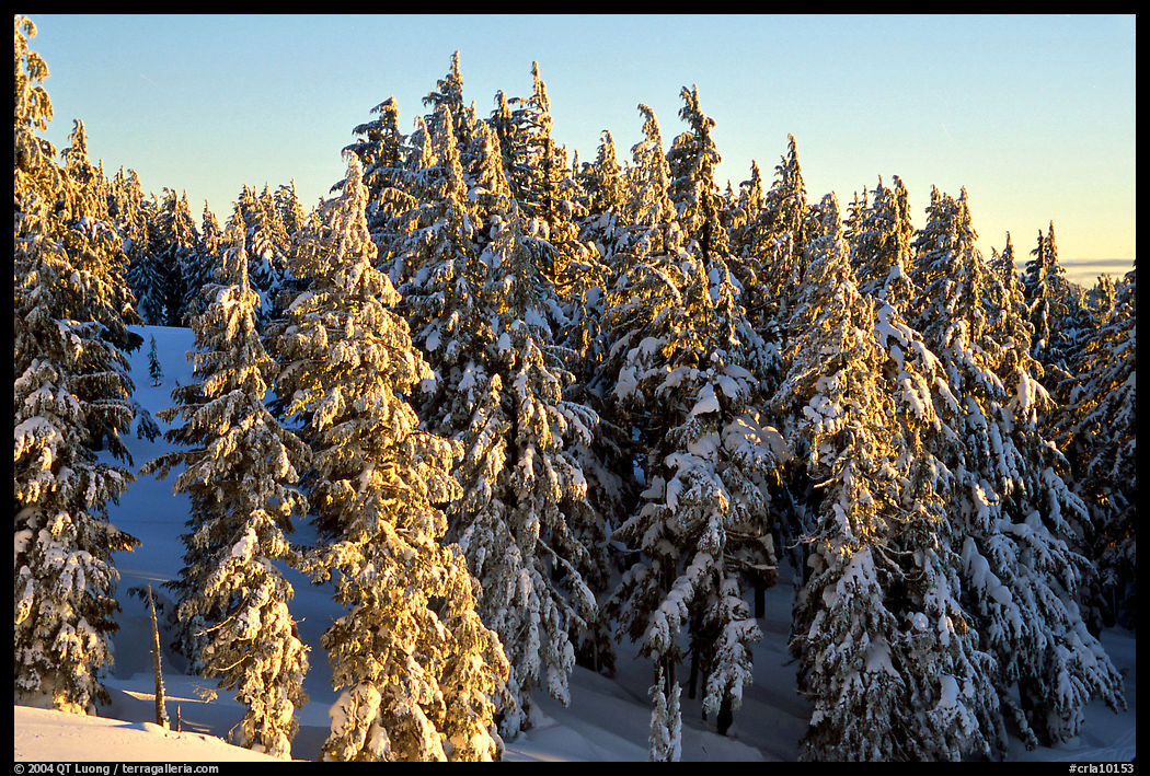 Conifers with fresh snow and sunset light. Crater Lake National Park, Oregon, USA.