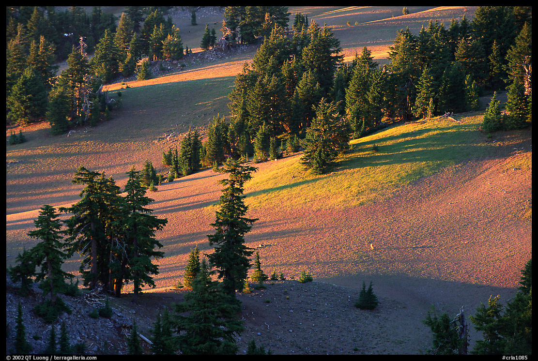 Volcanic hills and pine trees. Crater Lake National Park, Oregon, USA.