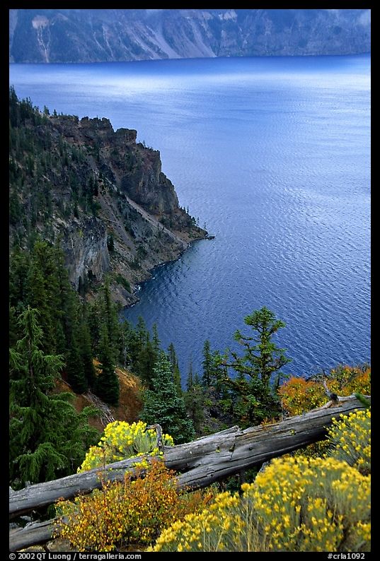 Sagebrush on Lake rim. Crater Lake National Park, Oregon, USA.