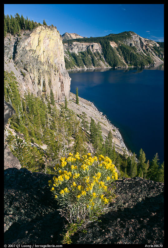 Sage flower and cliff. Crater Lake National Park, Oregon, USA.
