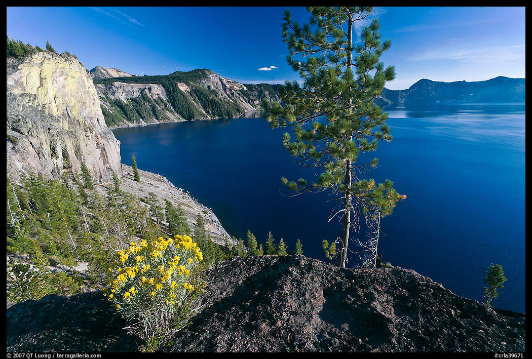 Flowers, cliff, and lake. Crater Lake National Park