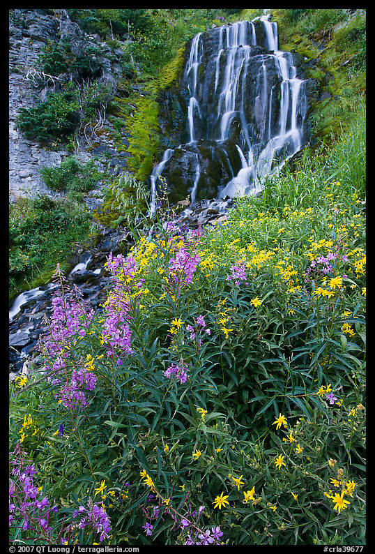 Vidae Falls and wildflowers. Crater Lake National Park, Oregon, USA.
