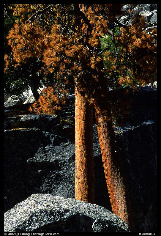 Pine trees with yellowed leaves, Cedar Grove. Kings Canyon  National Park