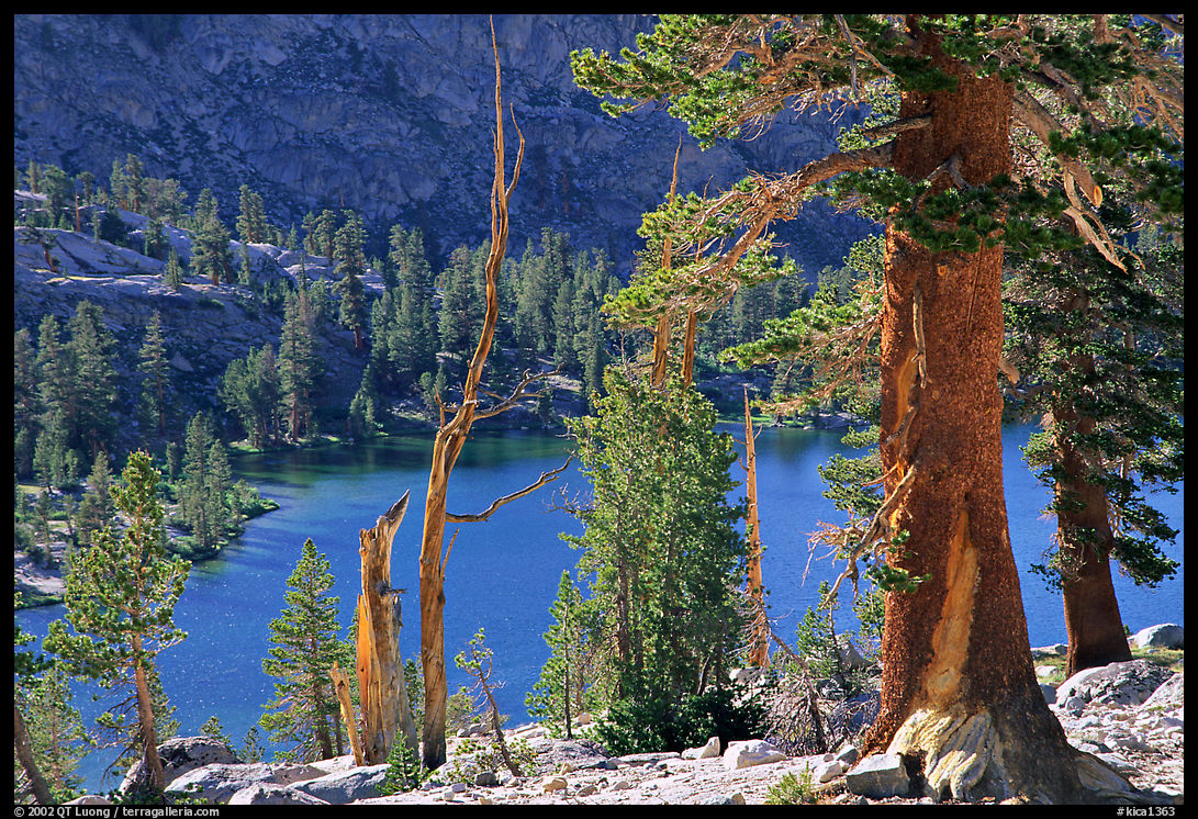 Pines and Rae Lake. Kings Canyon  National Park, California, USA.